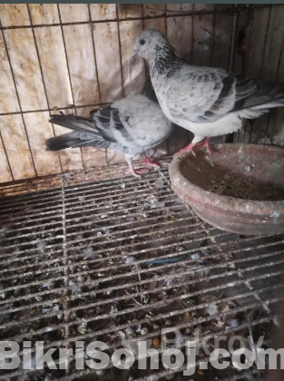 গ্রিজেল কবুতর